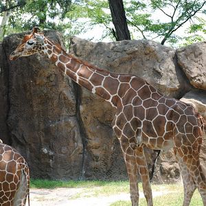 Rothticulated Giraffe