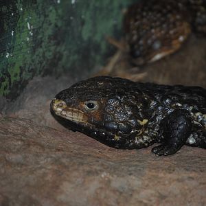 Shingleback Skink