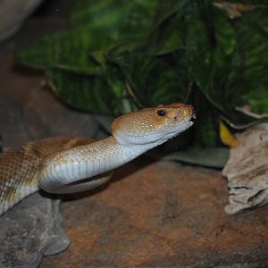 Red Diamond Rattlesnake