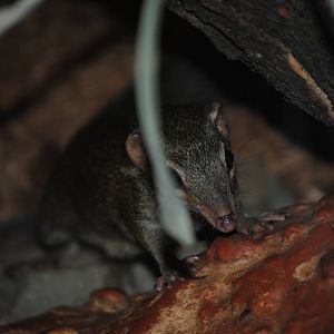 Northern Treeshrew