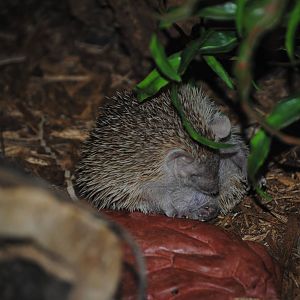 Lesser Hedgehog Tenrec