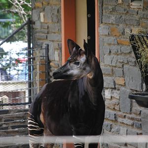Okapi