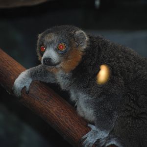 Mongoose Lemur