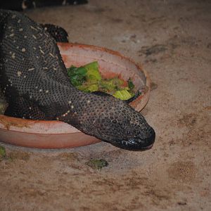 Beaded Lizard
