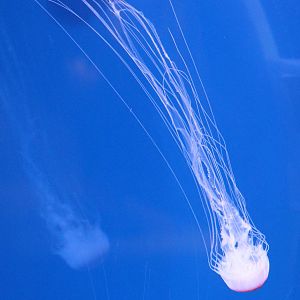 Jellyfish ID