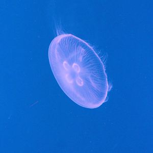 Moon jellyfish