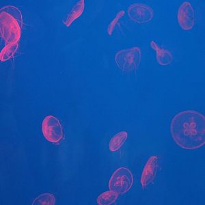 Moon jellyfishes