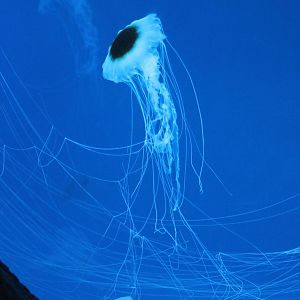 Jellyfish ID
