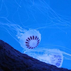 Jellyfish ID