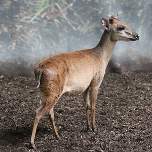 Original Red Forest Duiker image (pre-edit)