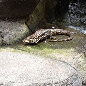 Argentine Black and White Tegu