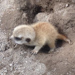 Meerkat Pup