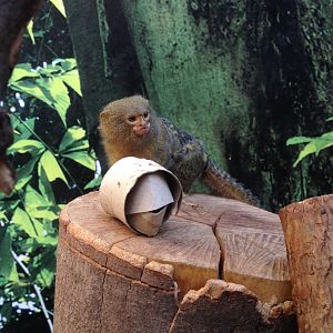 Pygmy Marmoset