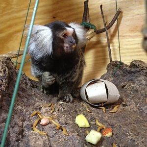 Common Marmoset