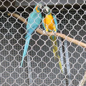 blue throated macaws houston zoo