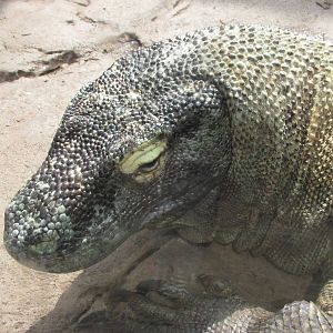 komodo monitor houston zoo