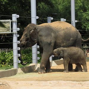 Asian Elephants Shanti and Duncan Houston Zoo
