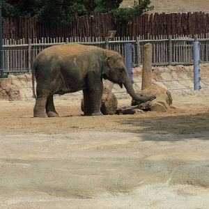 asian elephant  baylor houston zoo