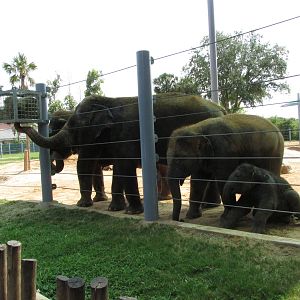 asian elephant group houston zoo