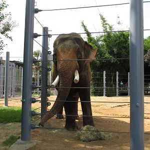 male asian elephant Thai houston zoo