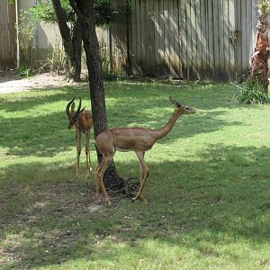 gerenuks houston zoo