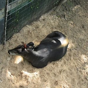 yellow backed duiker houston zoo