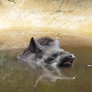Brazilian Tapir, July 2014