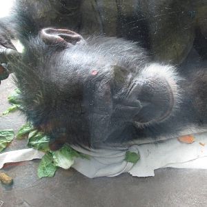 chimpanzee houston zoo