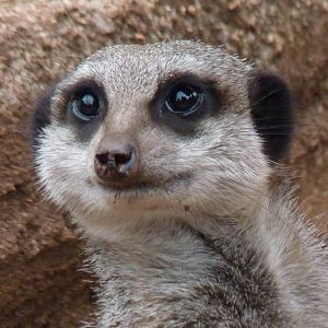 Slender-tailed Meerkat, July 2014