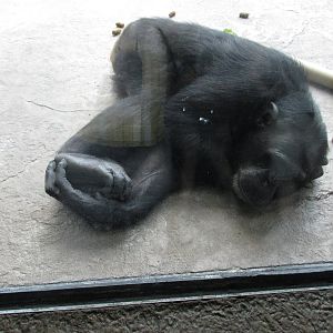 chimpanzee houston zoo