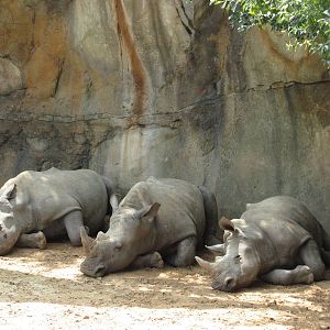 white rhinos houston zoo