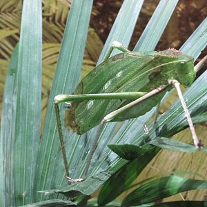 giant katydid bughouse houston zoo