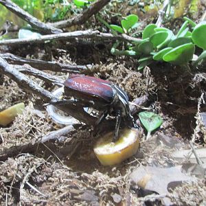 goliath beetle bughouse houston zoo