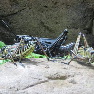 eastern lubber grasshoppers bughouse houston zoo