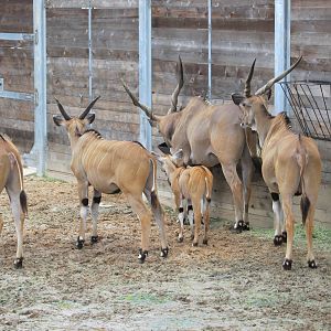 giant eland herd houston zoo