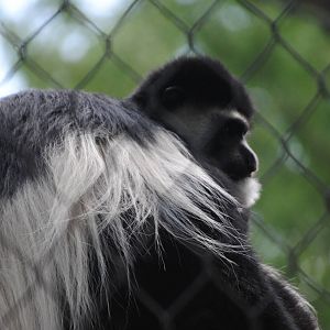 Eastern Black-and-White Colobus