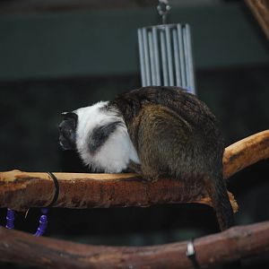 Pied Tamarin