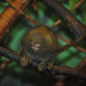 Pygmy Marmoset