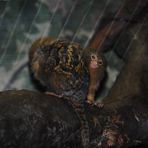 Pygmy Marmosets