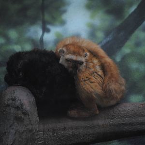 Blue-Eyed Black Lemurs