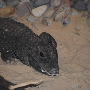 West African Dwarf Crocodile