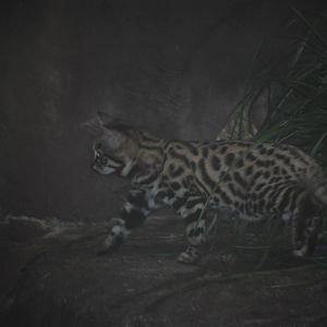 Black-Footed Cat