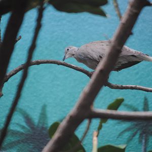 African Collared Dove