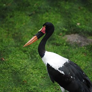 Saddle-Billed Stork