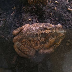 Cane Toad
