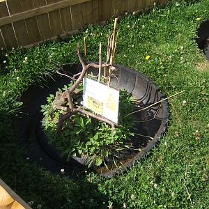 New Harvest Mouse exhibit