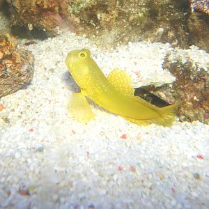 Yellow Goby?