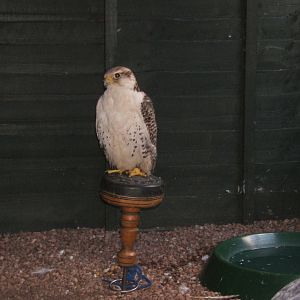 Gyr X Saker Falcon hybrid