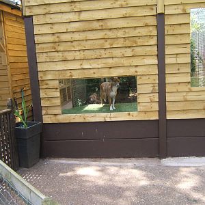 New New Guinea Singing Dog exhibit