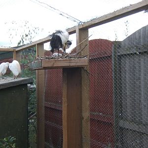 Sacred Ibis and Little Egret